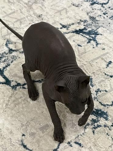 котята сфинкс: Канадский сфинкс, окраc — сплошной чёрный (ebony/black). Лысая порода — 2