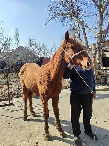 Аквариумдар: Сатам | Байтал | Көбөйтүү үчүн — 2