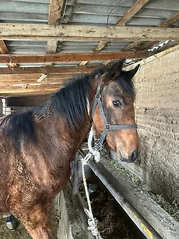 уэльский горный пони: Продаю | Жеребенок | Дончак | Рабочий — 4