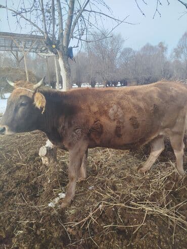 сельскохозяйственные животные продажа: Продаю | Корова (самка) | Для молока | Привязанные — 3