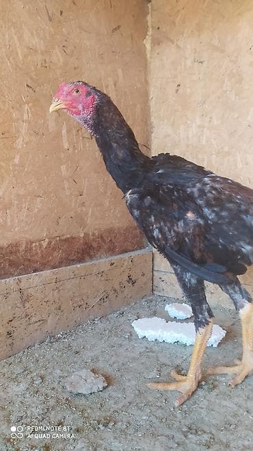 русский спаниель: Продаю | Петух | Бойцовая | Для разведения — 2