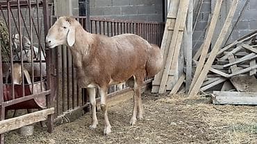 Животные: Продаю | Баран (самец) | Арашан | Для разведения — 5