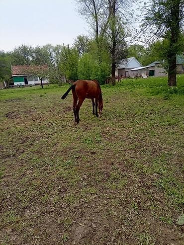 Продаю | Жеребенок | Для разведения