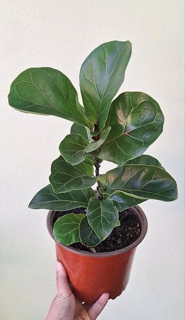 Фикус лирата (Ficus lyrata) - Молодые растения, высота около 50 см -