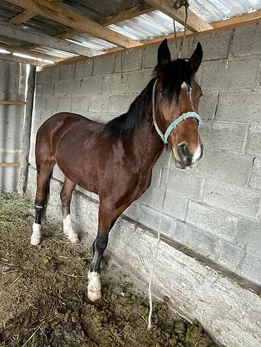 Продаю | Конь (самец) | Для разведения