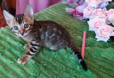 куда можно отдать собаку в бишкеке: Новые Бенгальские детки. Питомник Бен Гла Мур предлагает — 12