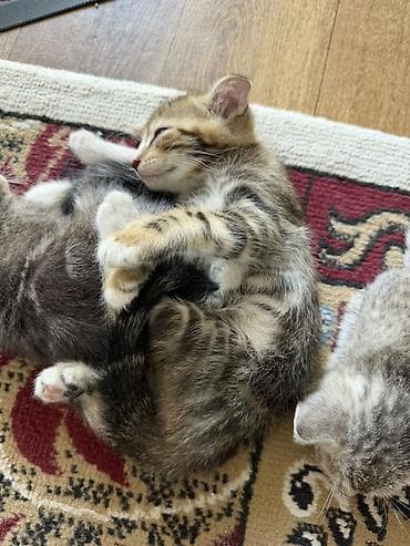 кошка арча бешик: Котятам почти 2 месяца, парода шотландская, один мальчик вислоухий — 5