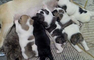 отдам в хорошие руки щенка ягдтерьера: Бульдог, 1 месяц, Самец, С прививкой — 2