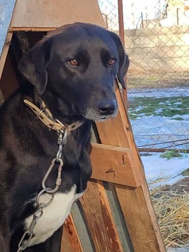 помои для собак: Молодой пёс в поиске семьи. Привезём сами — 4