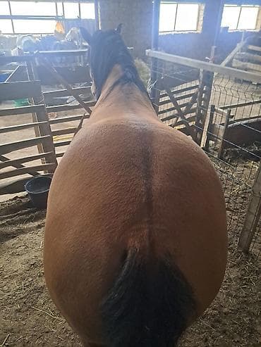 продажа лошадей в россии: Продаю | Жеребец | Рабочий — 4