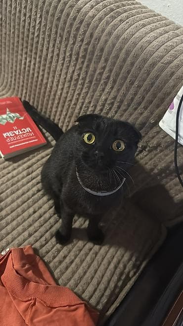 Продажа кошек: Скотиш Фолд (Шотландская вислоухая), 1 месяц, Девочка, Золотая шиншилла, Приучена к лотку — 8