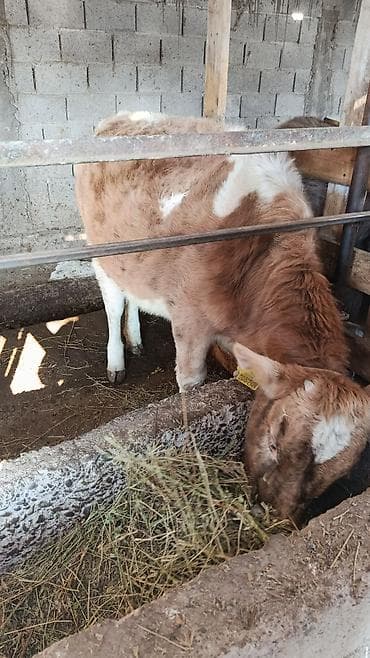 Продаю | Музоо, торпок | Полукровка | На откорм