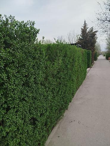 самшиты круглые: Живая изгородь из вечнозелёных кустарников (самшит/бирючина по типу — 2