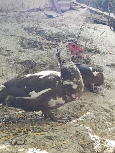 куры доминанты: Мускусные утки (индоутки), разноцветные. - Порода: мускусная утка. - — 4