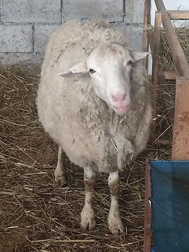 Продаю | Овца (самка) | Для разведения | Матка — 8
