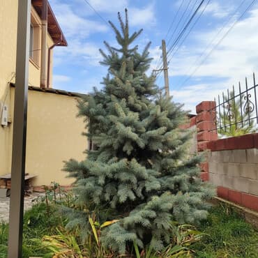 складной шкаф для одежды: Саженцы деревьев: Ели, Самовывоз, Платная доставка — 1