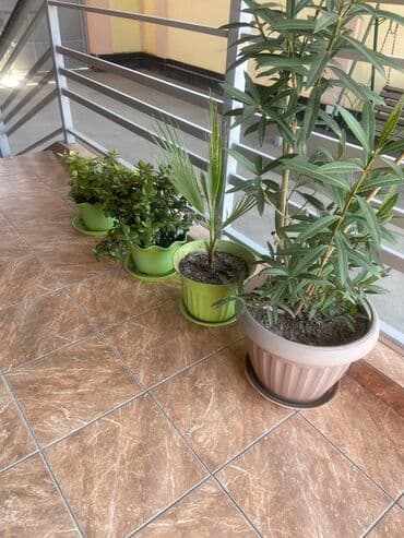 Гулдор 4000 сом баары