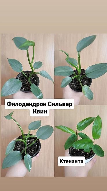 аквариум купить бишкек: Продаю комнатные растения, цветы ❗цены разные от 150сом и выше ❗ — 7