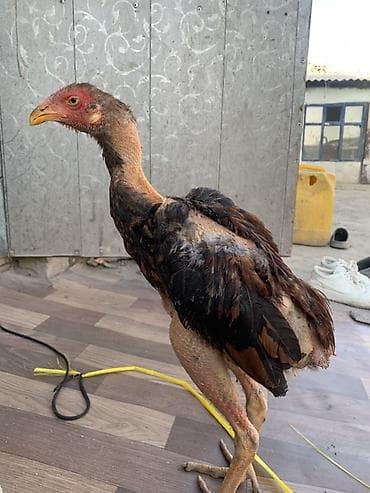 аям семани: Продаю | Петух | Бойцовая | Для разведения — 5