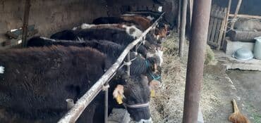 продаю связи с переездом: Продаю | Бык (самец) — 4