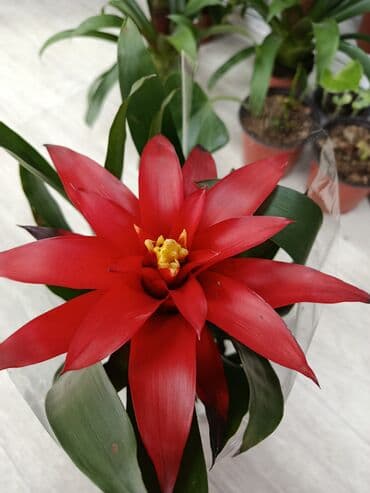 стол с стулями: Гусмания (Guzmania) в горшке - Яркое комнатное растение из семейства — 1