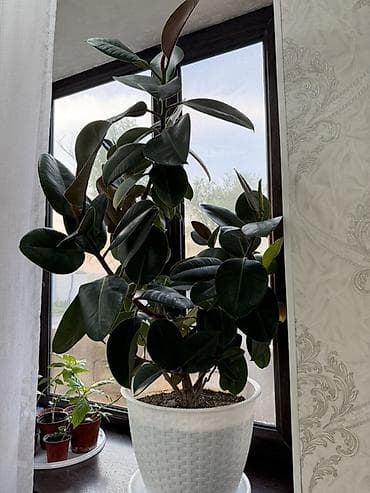 плеттер: Комнатные растения в декоративных кашпо - Алоэ (крупный куст) — 2