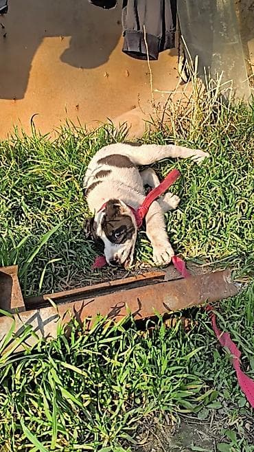 хаски талас: Алабай, 5 месяцев, Самка — 9