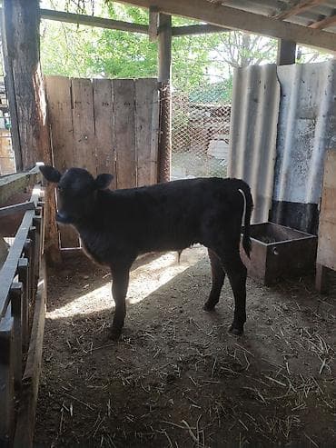 сова живая: Продаю | Бык (самец) | Швицкая | Для разведения | Искусственник — 2