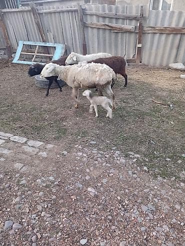 для овец: Продаю | Овца (самка), Ягненок | Гиссарская, Полукровка | На забой, Для разведения | Котные, Матка — 5