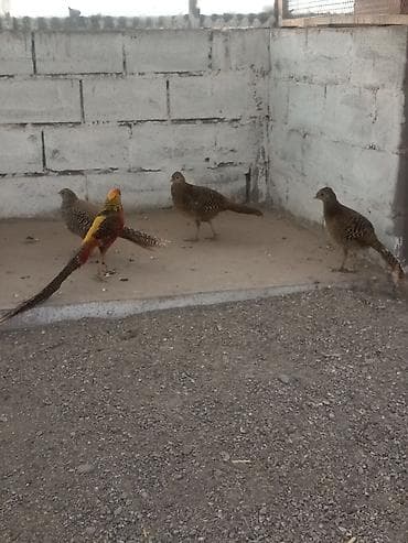 гиацинтовый ара цена: Продаю молодых золотых фазанов — 3