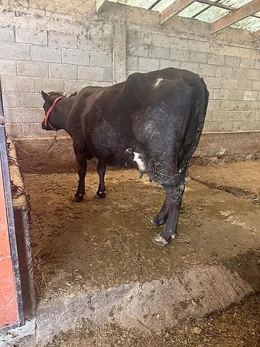 Продаю | Корова (самка) | Для молока | Привязанные