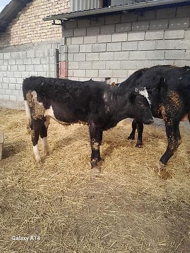 Кемирүүчүлөр: Сатам | Бука (эркек) | Аргын | Бордоп семиртүү үчүн — 4