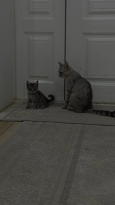породистая: Продаются котята 🐱🤍Ош Возраст — 2 месяца. Метисы британца. Есть серые — 4