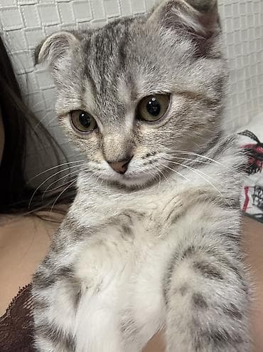 Грызуны: Скотиш Фолд (Шотландская вислоухая), 8 месяцев, Девочка — 6