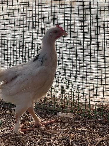 курица несушки: Продаю | Цыплята | На забой — 8