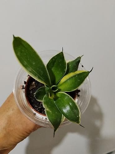 Фиалки и глоксинии: Глоксиния (Sinningia speciosa) в горшке.250с 2.Монстера Альба — 7