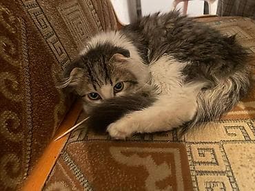 шотландка кошка: Котёнок с редкими загнутыми ушками (тип “курильский/американский — 2