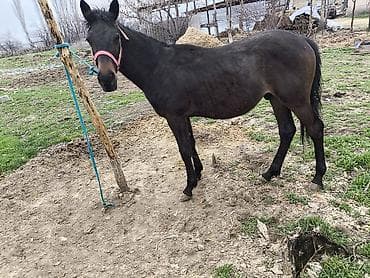 сколько стоят собаки шпиц: Продаю | Жеребец | Конный спорт — 3