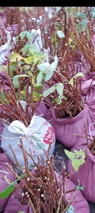 для фруктов: Малина. Саженцы, из питомника. Сорт "ЗЮГАНА". Все фото наши, не из — 2