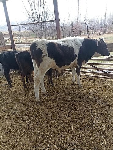 мал сату: Сатам | Бука (эркек) — 9