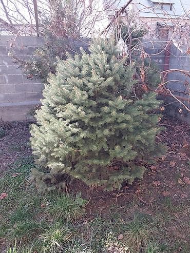 Саженцы деревьев: Ели at lalafo.kg Саженцы деревьев: Ели