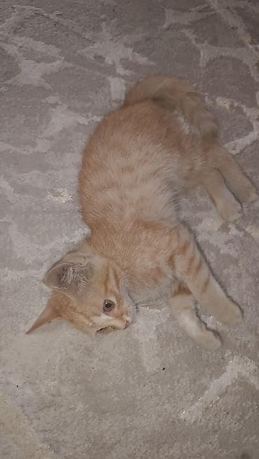 Отдадим в добрые руки игривых, прекрасных котят. Им 3 месяца, едят — 5