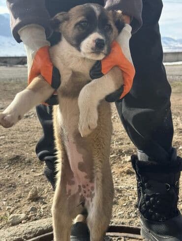 Вязка собак: 2 месяца, Самка — 1