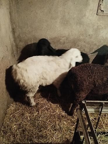 улак отук: Продаю ягнят 4 штуки возраст по 2.5 месяцев есть и ярки и мальчики — 4