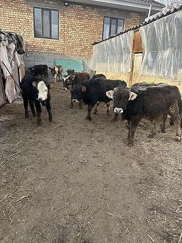 продаю бычки: Продаю | Бык (самец) | Ангус, Симментальская, Швицкая | Для разведения — 4