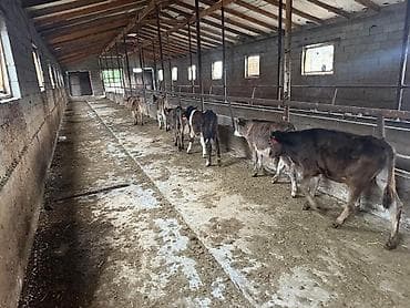 коровы высокоудойные: Продаю | Бык (самец) | На откорм — 2