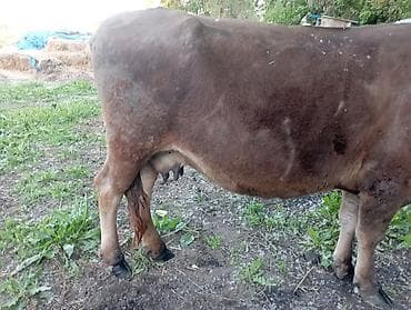продам корову: Продаю | Корова (самка) | Для молока | Привязанные — 3