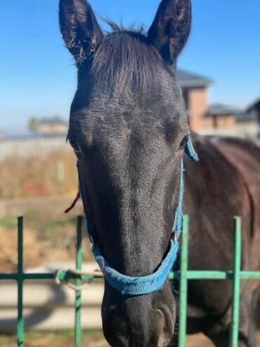 домик для кошки на улицу: Продаю | Жеребенок | Рабочий — 4