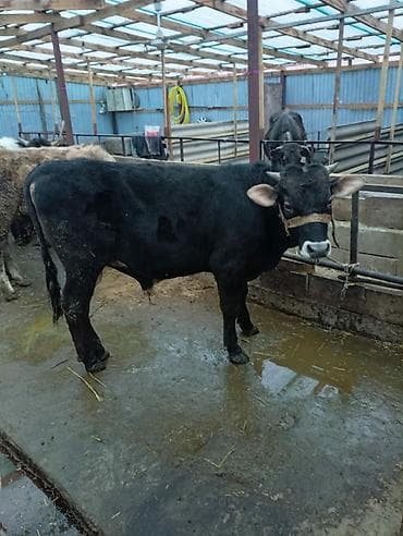 цепи для коров: Продаю | Бык (самец) | На откорм | Привязанные — 5