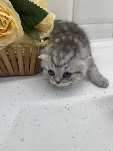 кошки серые: Шотландские вислоухие котята (Scottish Fold) . Два мальчика и одна — 9